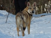 25 Laika osserva tutto con attenzione